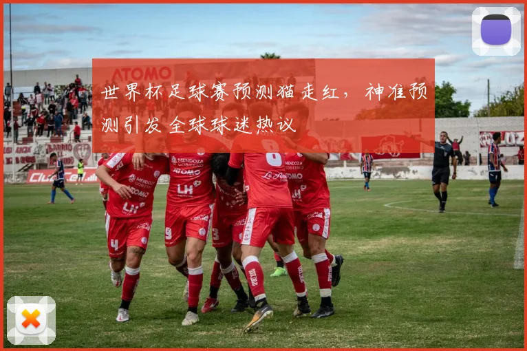 世界杯足球赛预测猫走红，神准预测引发全球球迷热议